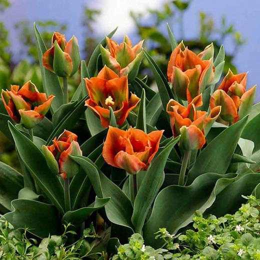 Tulipa 'Artist', Tulip 'Artist', Viridiflora Tulip 'Artist', Viridiflora Tulips, Spring Bulbs, Spring Flowers, Orange tulips, late spring tulip, late season tulip